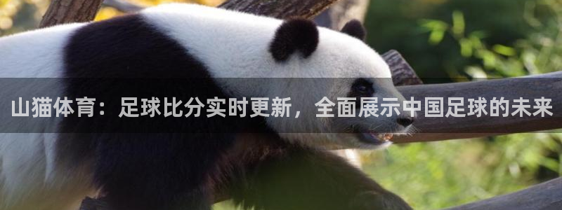 英超直播24直播网：山猫体育：足球比分实时更新，全面展示中国足球的未来