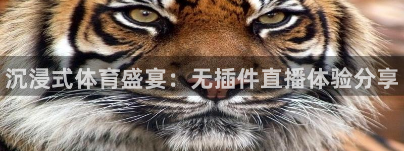 24直播看球网：沉浸式体育盛宴：无插件直播体验分享